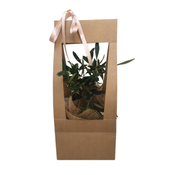 Olivo bonsai solidale